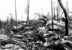 Burned Area on Ridge, 1936: [NVIC: 30-030], ISRO Archives.