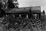 Old CCC Building, Daisy Farm, 1953: Linn, [NVIC: 50-414], ISRO Archives.