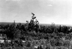 View from Feldtmann Fire Tower, Feldtmann Ridge, W.W. Dunmire, 1965: [NVIC: 60-445], ISRO Archives.