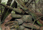 West Cabin Ruins, 2011: Isle Royale National Park.