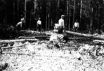 Clearing Campsite, Camp Siskiwit, ca. 1938: [NVIC: 30-234], ISRO Archives.