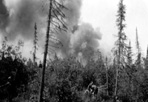 Fire Burning in Green Timber, 1936: [NVIC: 30-016], ISRO Archives.